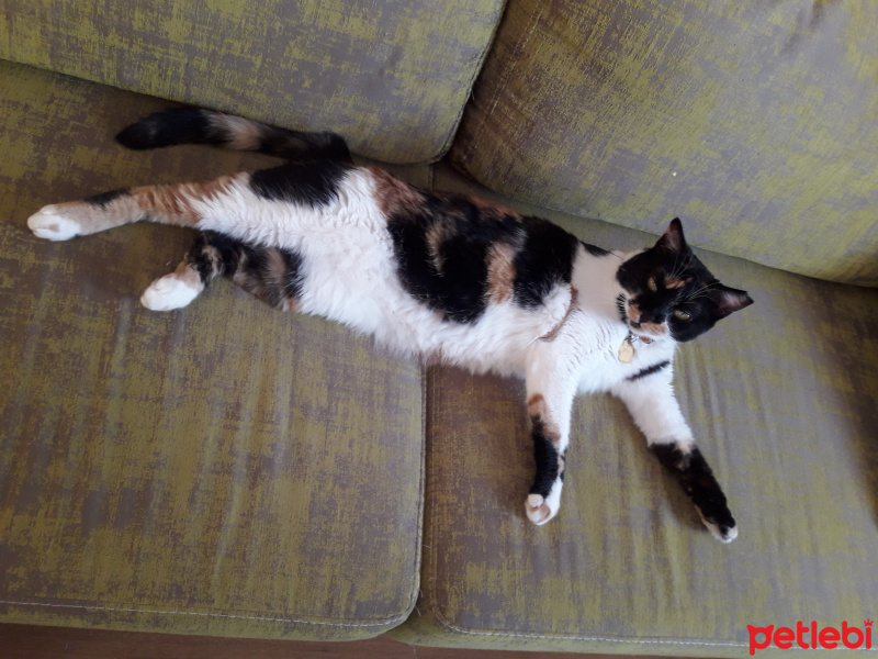 Tekir Kedi, Kedi  Uslu fotoğrafı