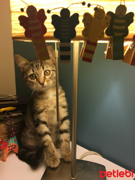 Tekir Kedi, Kedi  Venüs fotoğrafı