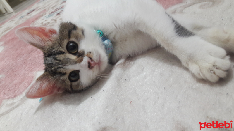Tekir Kedi, Kedi  Pamuk fotoğrafı