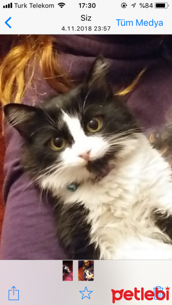 Tekir Kedi, Kedi  Nero fotoğrafı