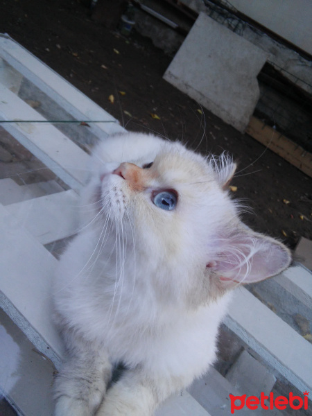 Himalayan, Kedi  Çilek fotoğrafı