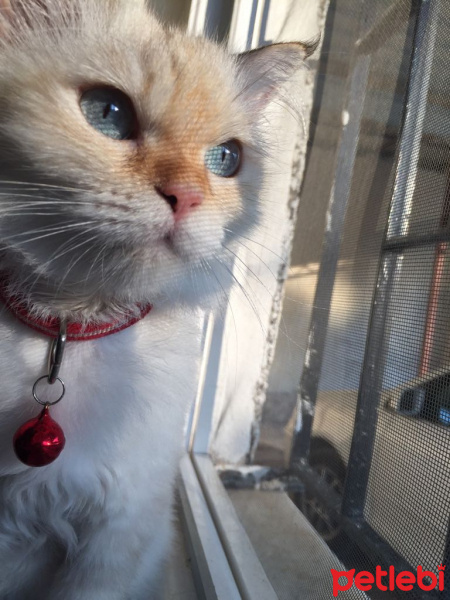 Himalayan, Kedi  Çilek fotoğrafı