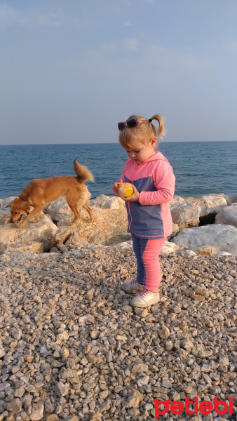 Golden Retriever, Köpek  Kumsal fotoğrafı