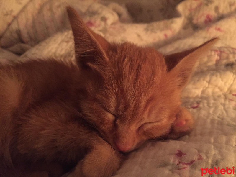 Sarman, Kedi  LOKUM fotoğrafı