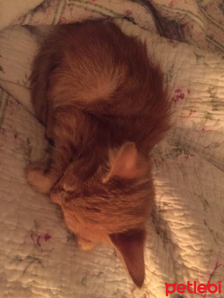 Sarman, Kedi  LOKUM fotoğrafı