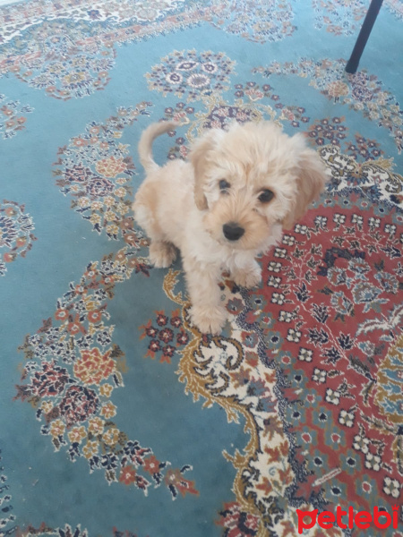 Poodle (Minyatür Kaniş), Köpek  Alex fotoğrafı