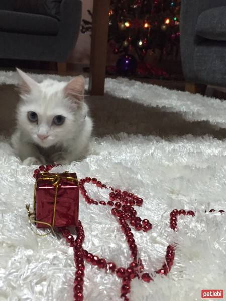 Ankara Kedisi, Kedi  Mavili fotoğrafı