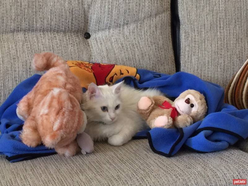 Ankara Kedisi, Kedi  Mavili fotoğrafı