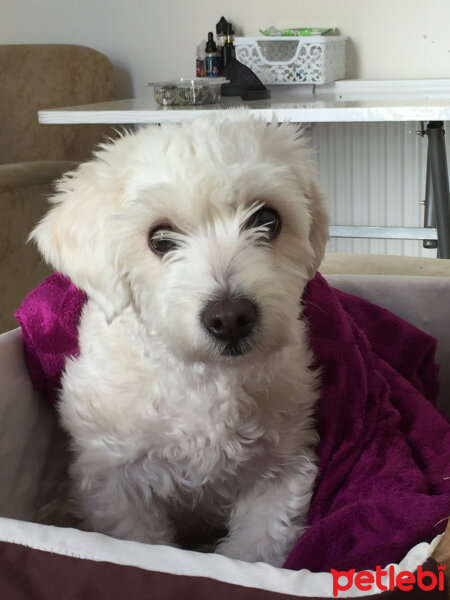 Maltese, Köpek  Çiko fotoğrafı