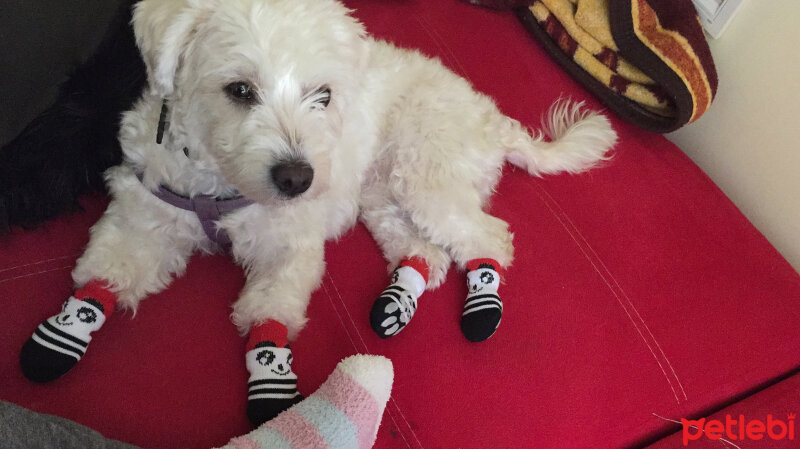 Maltese, Köpek  Çiko fotoğrafı