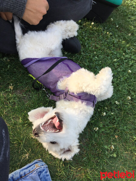 Maltese, Köpek  Çiko fotoğrafı