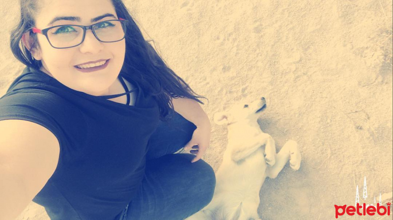 Jack Russell Terrier, Köpek  Alfa fotoğrafı