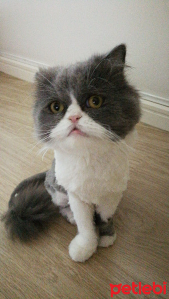 İran Kedisi (Persian), Kedi  Dumiş fotoğrafı