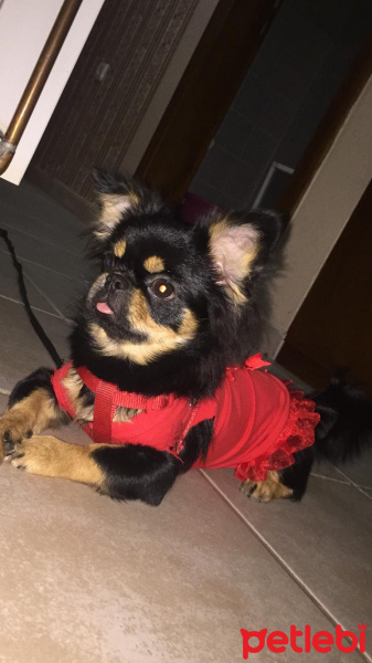 Pekingese, Köpek  Pekmez fotoğrafı