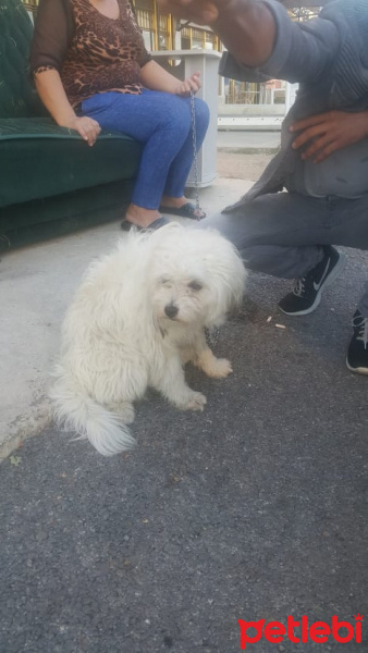 Tibet Terrieri, Köpek  pakocan fotoğrafı