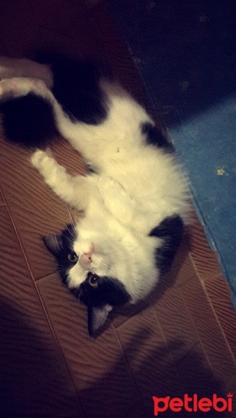 Soke, Kedi  Ponçik fotoğrafı