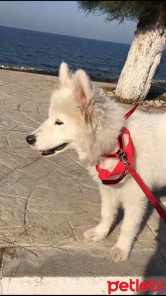 Alaskan Malamute, Köpek  Cesi fotoğrafı