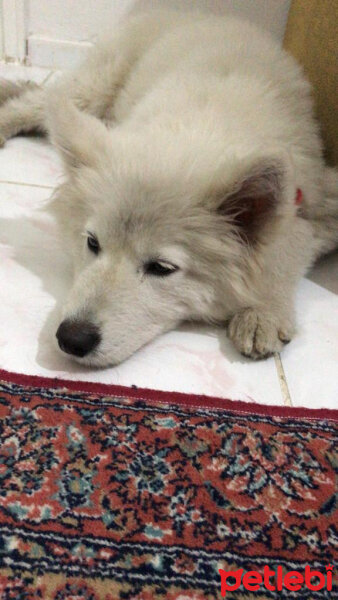 Alaskan Malamute, Köpek  Cesi fotoğrafı