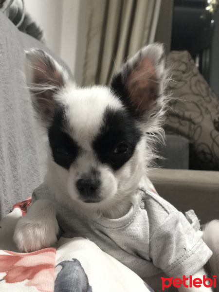 Chihuahua, Köpek  buffy fotoğrafı