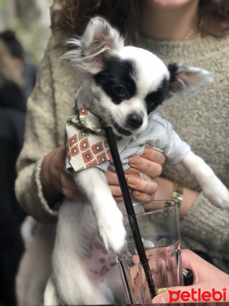 Chihuahua, Köpek  buffy fotoğrafı