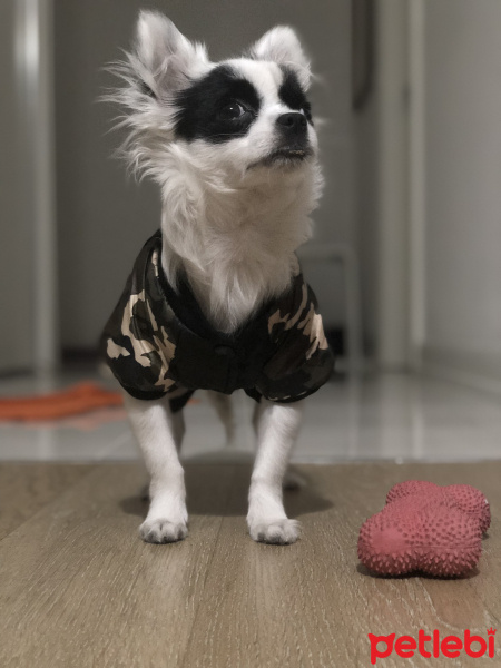 Chihuahua, Köpek  buffy fotoğrafı