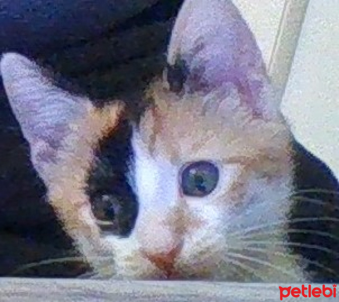 Tekir Kedi, Kedi  HERA fotoğrafı