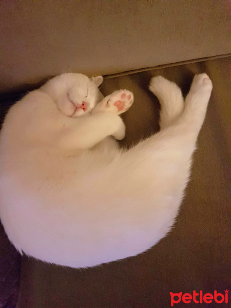 Scottish Fold, Kedi  Sansa fotoğrafı