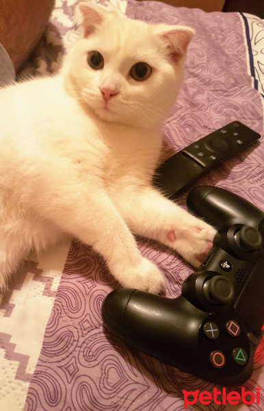 Scottish Fold, Kedi  Sansa fotoğrafı