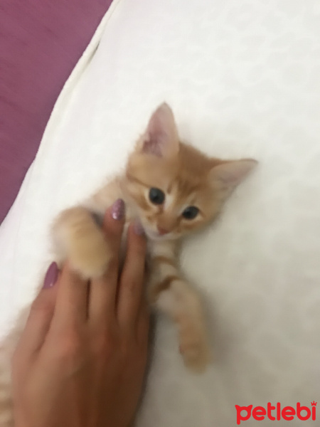 Sarman, Kedi  Osman Leo fotoğrafı