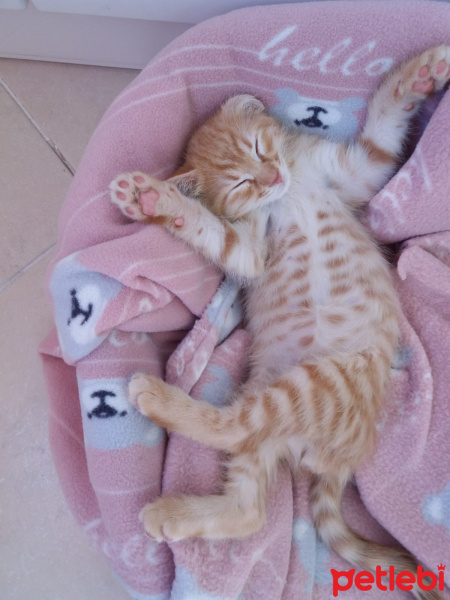 Sarman, Kedi  Osman Leo fotoğrafı