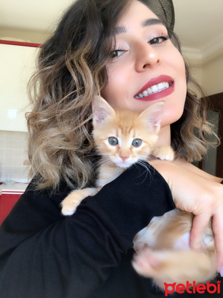 Sarman, Kedi  Osman Leo fotoğrafı