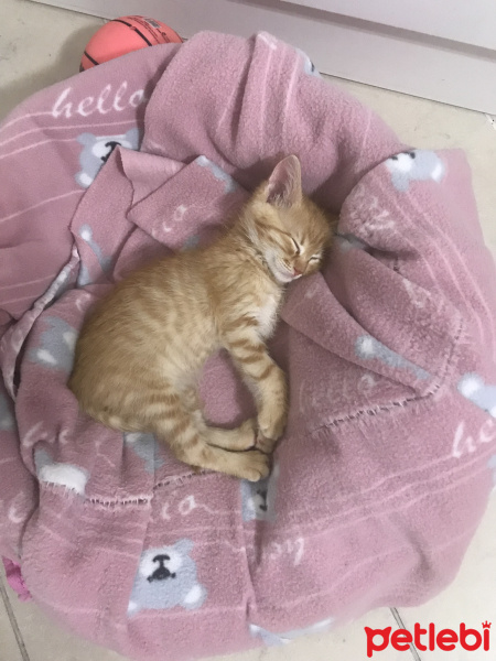 Sarman, Kedi  Osman Leo fotoğrafı