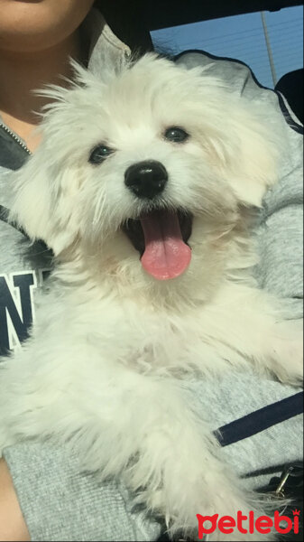 Maltese, Köpek  BADEM fotoğrafı