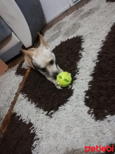 Chihuahua, Köpek  Paşa fotoğrafı