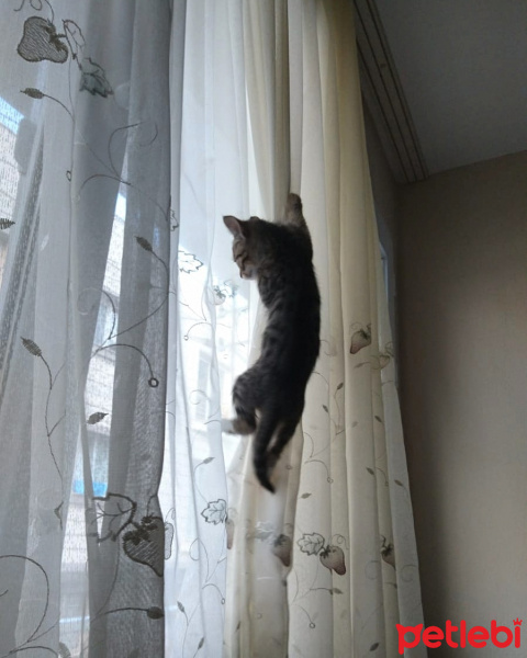 Tekir Kedi, Kedi  Müezza fotoğrafı