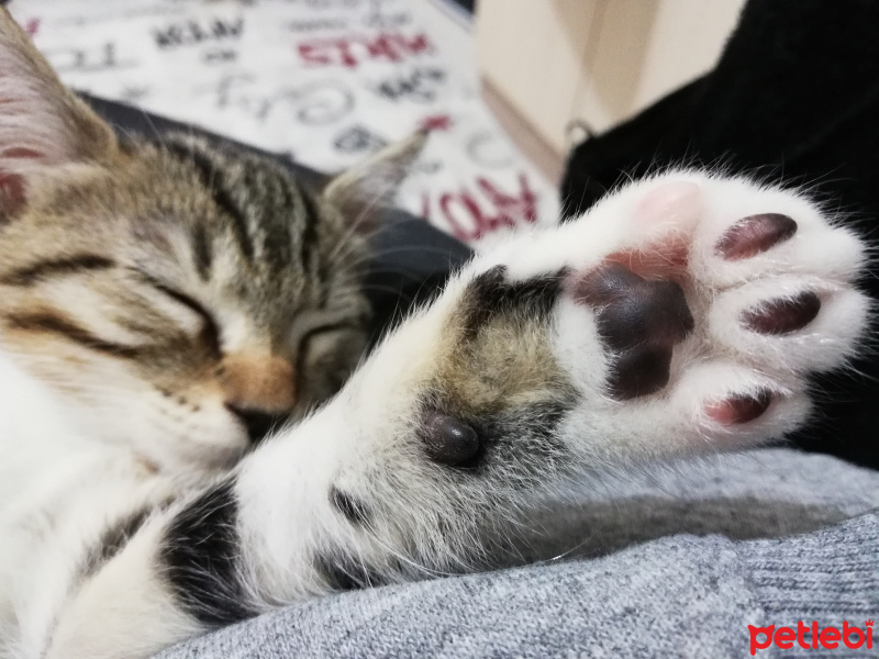 Tekir Kedi, Kedi  Müezza fotoğrafı