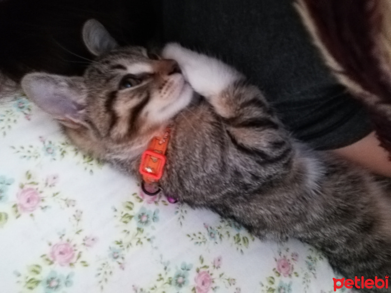 Tekir Kedi, Kedi  Müezza fotoğrafı