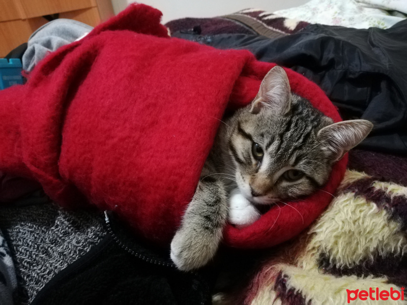 Tekir Kedi, Kedi  Müezza fotoğrafı
