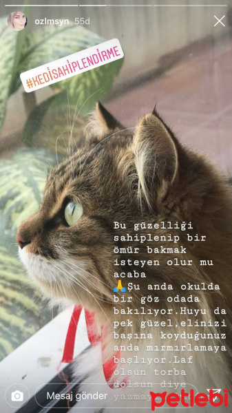 American Bobtail, Kedi  Hera fotoğrafı