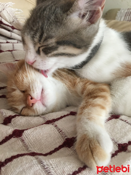 Tekir Kedi, Kedi  Su ve aralık fotoğrafı