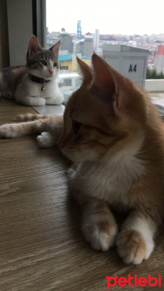 Tekir Kedi, Kedi  Su ve aralık fotoğrafı