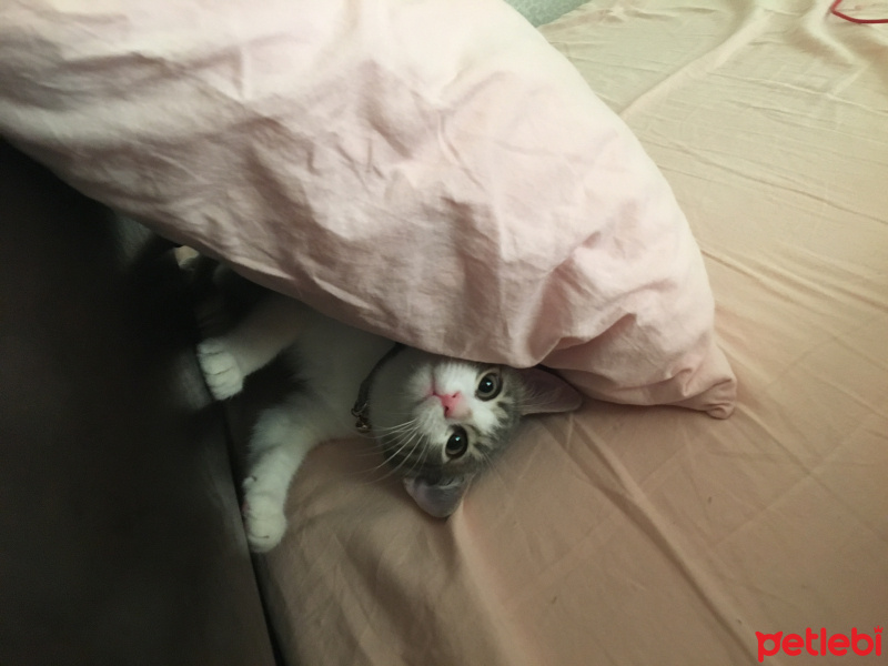 Tekir Kedi, Kedi  Su ve aralık fotoğrafı