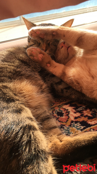Tekir Kedi, Kedi  Cücü fotoğrafı