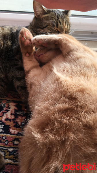 Tekir Kedi, Kedi  Cücü fotoğrafı