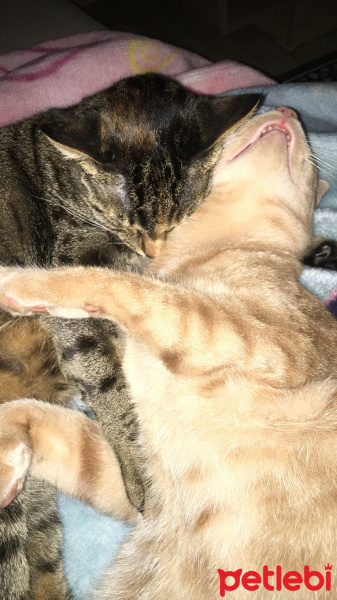 Tekir Kedi, Kedi  Cücü fotoğrafı