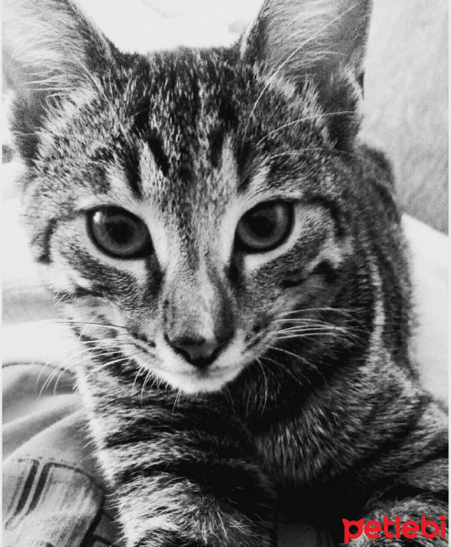 Tekir Kedi, Kedi  Cücü fotoğrafı