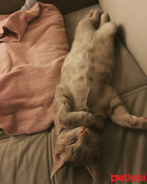 Tekir Kedi, Kedi  Cücü fotoğrafı