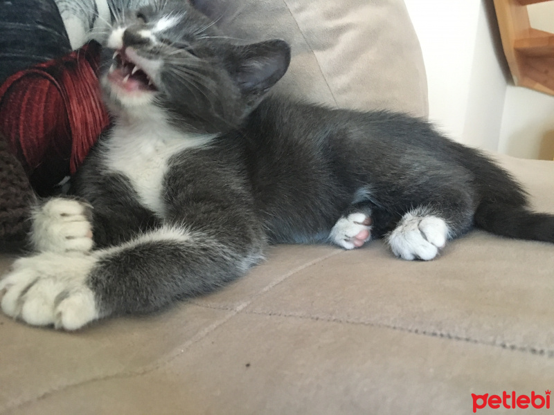 Tekir Kedi, Kedi  Cücü fotoğrafı