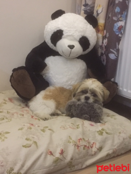 Shih Tzu, Köpek  Edi fotoğrafı