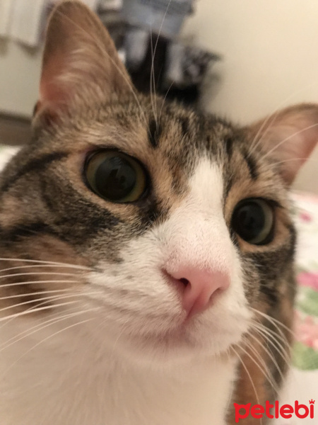 Tekir Kedi, Kedi  Rosie fotoğrafı